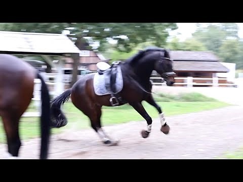REITUNFALL im Gelände - Alleine ausreiten zu gefährlich?