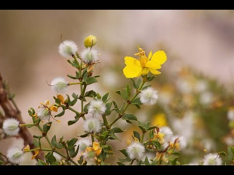 Larrea tridentata (creosote bush)