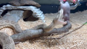 341K views · 2.2K reactions | Here is our Grand Canyon rattlesnake (Crotalus abyssus) deciding if he is hungry. | Kentucky Reptile Zoo | Facebook