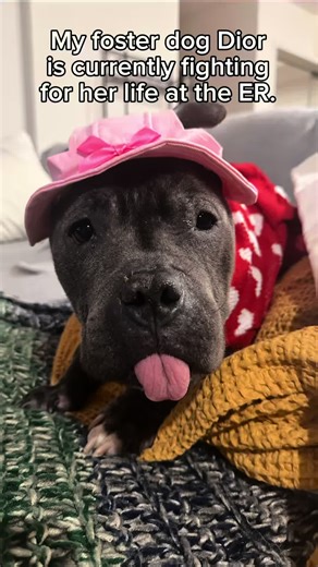 Help Needed for Sick Dog with Pneumonia