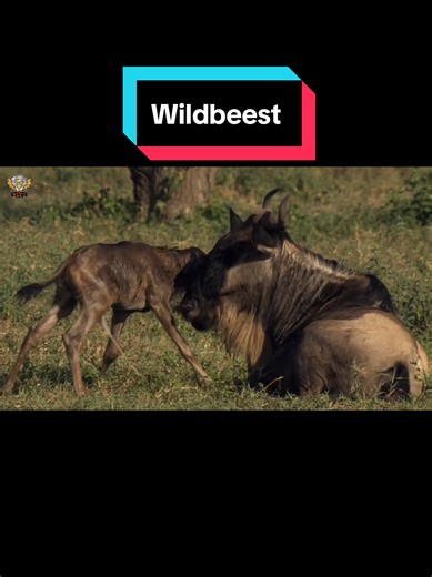 Wildbeest - Hindi Documentary #animals #wildanimals #documentary #wildlife #SurvivalOfTheFittest