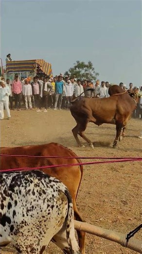 #best Nandi#