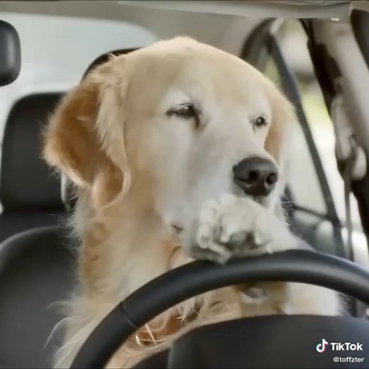 Dog Driving Car Video Compilation