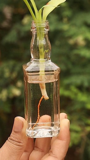 Bamboo Plant Propagation in Water . . . #bambooplant #propagation #plantpropagation #water #glassbottle #growroots #plants #plantreels #smallplant #gardening #homegardening #indoorplants | Planting & Decoration