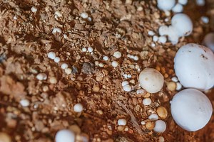 Here’s What It Means If You See White Fungus Balls in Soil