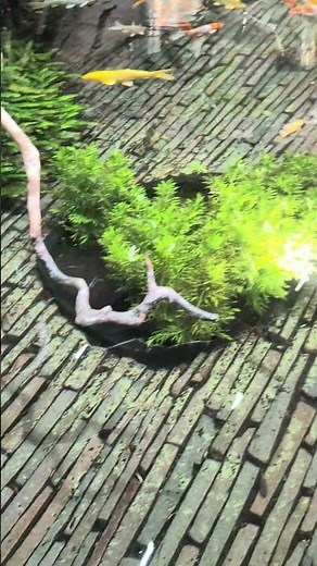 Colorful Koi Fish Swimming Peacefully 🌿🐟 | Relaxing Pond Vibes