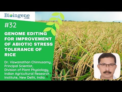 Genome editing for improvement of abiotic stress tolerance of rice