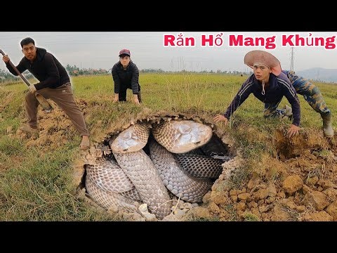Truy Tìm Dấu Vết Để Lại Của Một Con Rắn Hổ Mang Nặng 5kg Hai Anh Em Hoảng Sợ Bỏ Chạy
