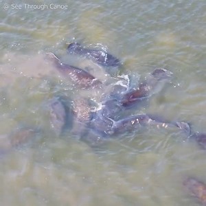 168K views · 5K reactions | LOTS OF MANATEES! These sea cows were just looking for love this weekend as See Through Canoe spotted the large herd of mating manatees near Indian Rocks Beach. #WeLiveHere STORY: https://bit.ly/3cnErCT | FOX 13 News - Tampa Bay | Facebook