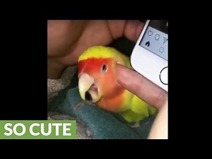 Colorful parrot loves to cuddle with owner