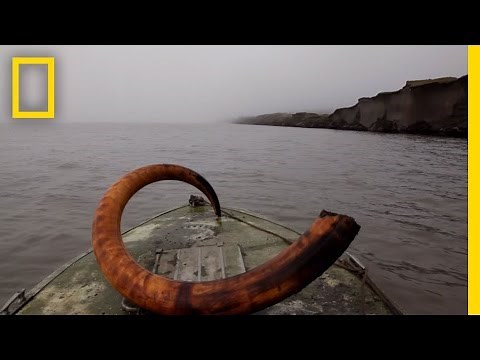 Mammoth Tusk Treasure Hunt | National Geographic