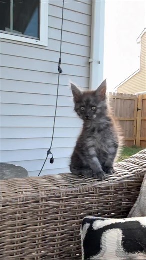 Goku ❤️ | IFBB Bikini Pro Ashley Jay