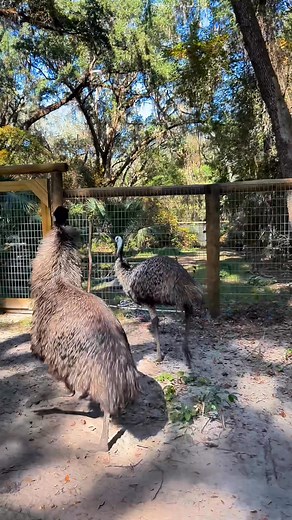 Emu attack! Pebbles the emu has become extremely aggressive, we’re currently in emu breeding season and he’s feeling his hormones! Pebbles and Summer are also free ranging around the property, and at first he was very calm about it, but now he thinks the whole property is his territory and is guarding his mate and territory! My video the other day was selfie style and showed his face and biting attempts, but the bite is just annoying and might bleed a little, the kick is what you should worry ab