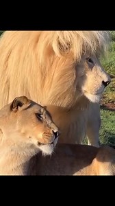 Lion licking a lioness. Lions engage in licking behavior for various reasons: Social Bonding: Licking is a form of social bonding among lions, reinforcing relationships within the pride. It helps maintain social cohesion and a sense of unity. Grooming: Lions use licking as a grooming mechanism to clean each other’s fur. This behavior helps in removing dirt, parasites, and loose hairs, promoting overall hygiene within the pride. Communication: Licking also serves as a means of communication. It c