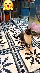 一只名叫希特勒的猫猫