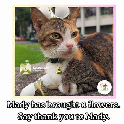 Mady has brought you flowers. Say, "Thank you, Mady." 🌻😺 Napansin niyang stressed ka na raw sa dami ng exams... di niya kayang mag-solve ng equations, pero pinapaabot niya ang kanyang suporta at lablab through these flowers 💐 Alam kong mahirap, pero onti na lang, Hooman 🥹🤗 Tag someone whom you want to pass these flowers to. 🌻🌼🌸🌷 Padayon, and hugs 🥹 Onti na lang... 🫂 ——— 🌸 May we continue to love beyond breed, age, sex, and disability. #KaponAngSolusyon #KaponHindiTapon | Cats of UPLB