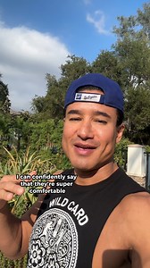 Shop Mario Lopez Shoes at Shoe Carnival! Super comfortable, stylish, and supportive kicks. Available online or at select stores near you. | Shoe Carnival