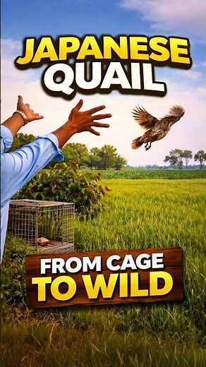 Japanese Quail: From Cage to Wild