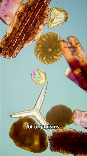 This Beach Sand Looks Normal… Until You See It Under the Microscope