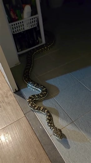 MIDNIGHT BATHROOM SNAKE! 🐍 I think we all have the same thought…. How did this large snake get all the way from outside into the bathroom!? Here are the main theories: - fell through the bathroom vent from inside the roof - snuck in during the day and was hiding until night time - Someone in the house is a Witch and turned themself into a snake Personally I think they are all valid options lol! Anyways good onya @snakecatcherwooly for getting out of bed to relocate this gorgeous Coastal Carpet 