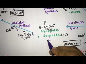 Glyoxylate cycle, Glyoxylate pathway explained with structures, Pass the NEET, NET, GATE, UPSC