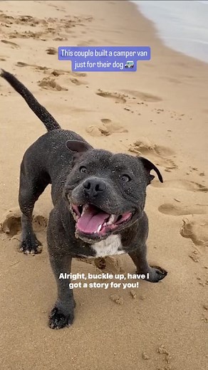 756K views · 10K reactions | Couple took a 4,500 mile road trip to find the perfect beach for their dog, @tommybluestaff ️ | The Dodo | Facebook