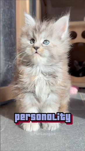 1 Month vs 6 Month Maine Coon—Huge Difference! 😱