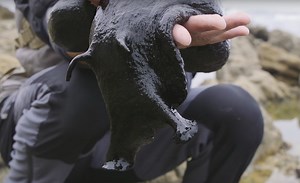 Ez a fekete csiga olyan hatalmas, hogy akár az Alienből is elszabadulhatott volna