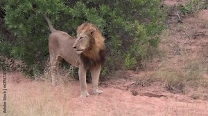 Male Lion Territory Marking in African Wilderness Park