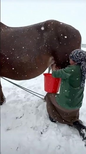 Do you drink horse milk?