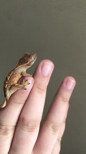 Crested Geckos: Natural Color Change Explained