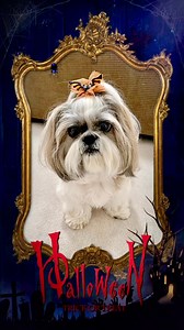 3K views · 207 reactions | Wishing you a howling good Halloween!! 驪#shihtzulovers #shihtzu #dog #doglover #dogoftheday #cutedogs #pet #doglife #cutenessoverload #shihtzulove #funnydogs #dogsoffacebook #shihtzupuppy #puppy #puppylove #puppylife #dogvideos #halloween #happyhalloween #halloweendogs @topfans | Lacey Shih Tzu | Facebook