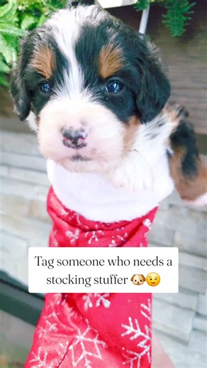 4 comments | Merry Christmas Fur-iends ✨️ Tag someone who needs a little stocking stuffer as cute as this little Bernedoodle  Full of wiggles, sweet snuggles, and a whole lot of love. Some gifts don’t stay wrapped for long, they grow, bring smiles every day, and make even the ordinary moments feel extra special long after Christmas is over 懶✨ #bernedoodle #christmas #christmasgifts #minibernedoodle #puppylife #puppylover | Central Illinois Bernedoodles | Facebook