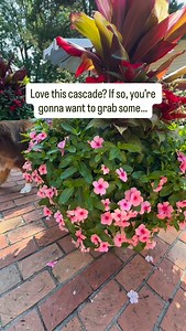 Cool Wave Pansies offer a beautiful cascade of flowers for your fall and wintertime containers. They are also great for mounding when planting in the ground. They can grow up to a foot long and double that in width. Suitable for zones 5a-11 and can tolerate down to -20°f! They like full to partial sun. #gardeningtips #flowers #pansies #gardeningideas #fall #winter | Fountain's Green Grow-Cery