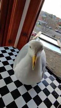 I Spent A Week Away From My Pet Seagull...