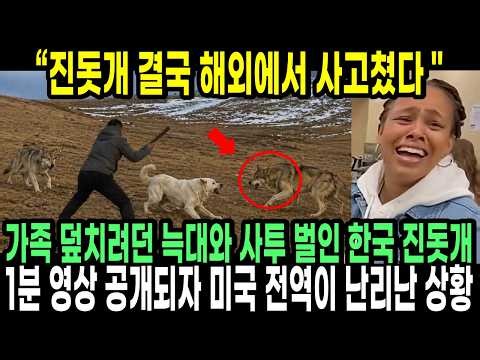 Jindo dog finally makes waves overseas: The moment the 1-minute video of a Korean Jindo fighting ...
