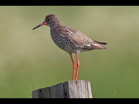 ΔΙΑΒΑΙΝΟΝΤΑΣ ΤΗΝ ΑΝΟΠΑΙΑ ΑΤΡΑΠΟ 2025 ΕΠ.138 ΚΟΚΚΙΝΟΣΚΕΛΗΣ Ο 3Ι/ΑΤΛΑΣ ΕΙΝΑΙ ΣΚΑΦΟΣ - ΧΟΛΕΡΑ ΔΙΠΛΑ ΜΑΣ