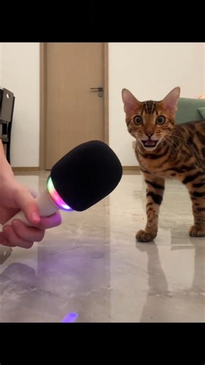 Solid Vibe Store | meow meow meow!(extremely loud)🤣🤣#fyp #catlover #foryou #catlover #cats #funnyvideos #kitty #meowing | Instagram