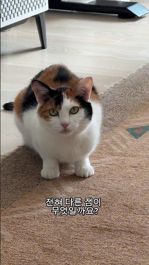 사양(다자이 오사무)