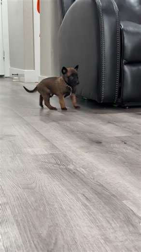 Alex Manzo on Instagram: "Maligators Ready for Reservation 🐊 #socalmalinois #belgianmalinois #maligator #k9 #workingdogs"