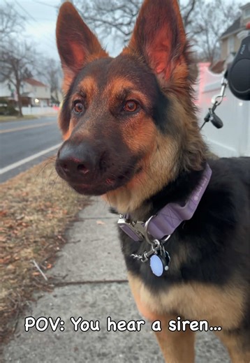 Chloe the Howling German Shepherd Sings