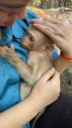 វីដេអូ​របស់ Abandoned baby monkey (@abandonedbabymonkeys) ជាមួយ original sound - Abandoned baby monkey