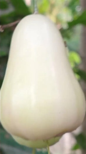 CANGKOK JAMBU MADU DELI PUTIH UMUR 1 BULAN #trending #fruit