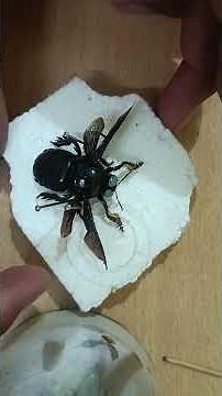 How to pin a carpenter bee for insect Collection |Entomology practical | Insect box