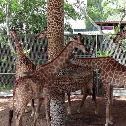 Animal Ghosts at Zoos #animals #ghosts #shorts