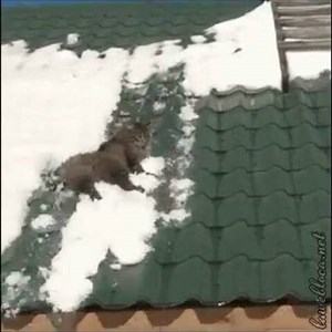 Should have been wearing Cougar Paws 😂 #roofershelper #roof #roofer #roofing | The Roofer's Helper