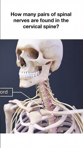 Cervical Nerve Anatomy: How Many Pairs of Spinal Nerves are Found in the Cervical Spine?