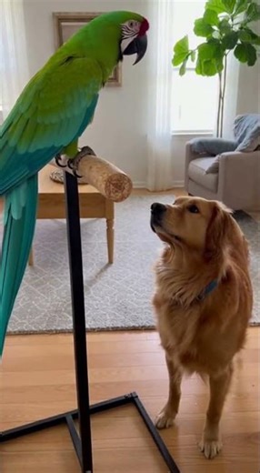 Macaw Commands Dog to Sit – Dog Obeys! 🦜🗣️🐕⬇️