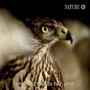 321K views · 1.2K reactions | Discover a personal story of life, loss and falconry. Based on the book by award-winning author Helen MacDonald, H Is for Hawk: A New Chapter premieres Nov. 1 on PBS. | Nature | PBS | Facebook