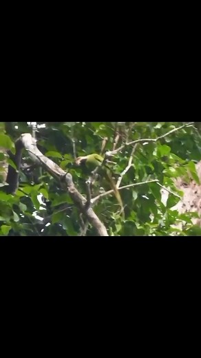 Nicobar Parakeet..🦜🦜🦜 | MZ BIRDS FARM